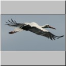 Ciconia ciconia - Weissstorch 02.jpg